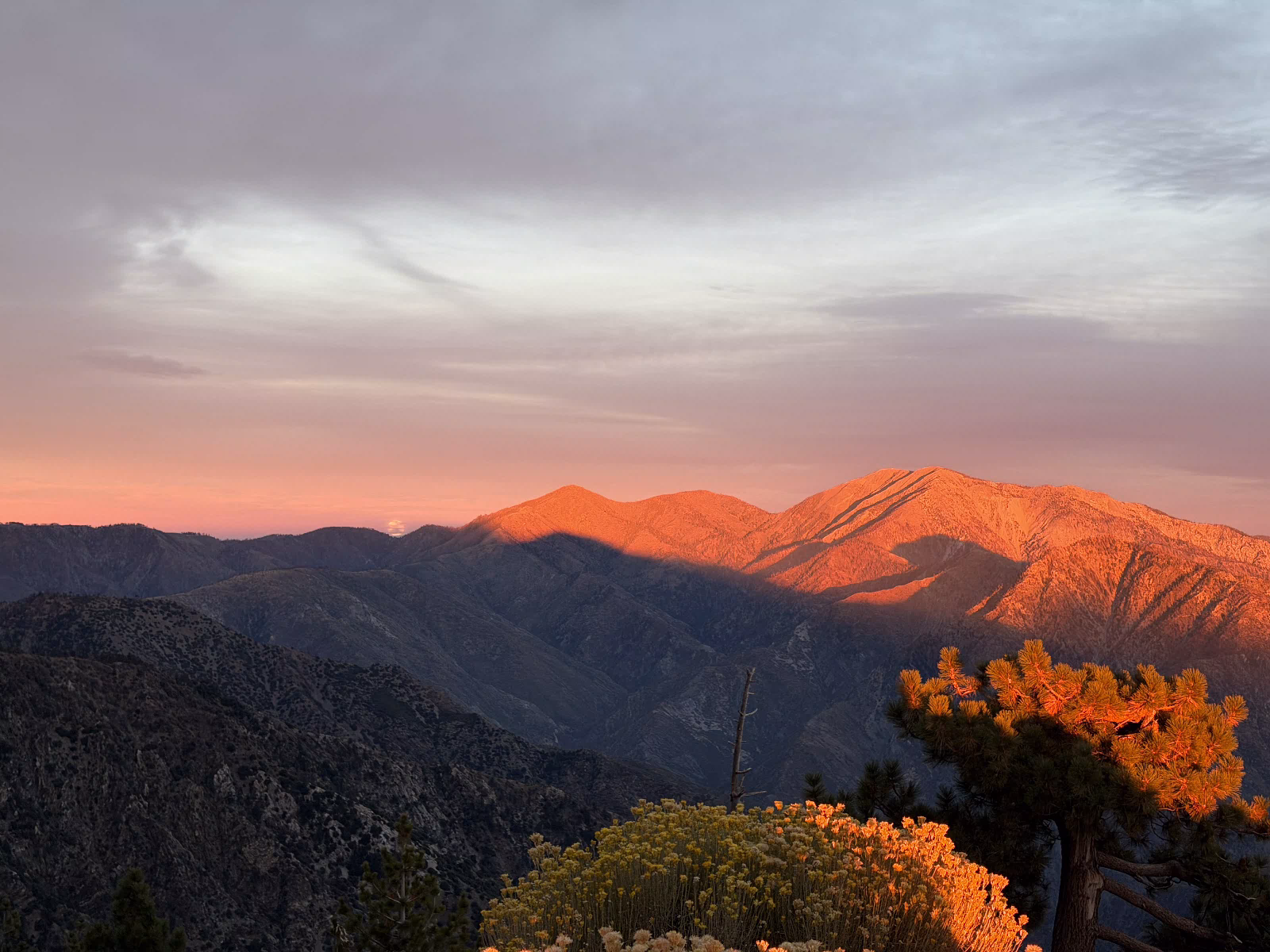Late sunlight turning the high ridge to the east orange, with a pine and a bush of yellow wildflowers lit up in the foreground