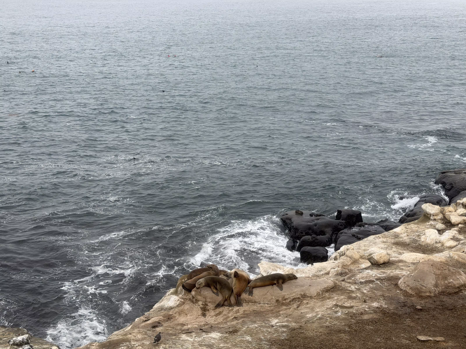Sea lions asleep in a pile on pale sandstone above the surf at La Jolla Cove, under a grey marine layer