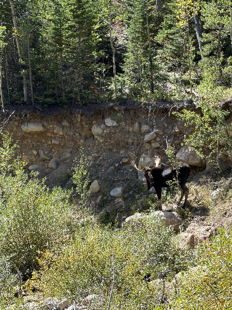 Rocky Mountain National Park, Colorado, 9,330 ft. A bull moose on the cut bank below the aspens, close enough to count the points.